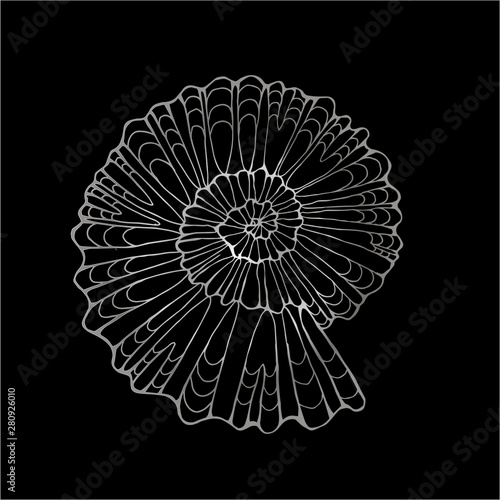 Black white illustration of a petrified snail shell. Chalk on a blackboard.