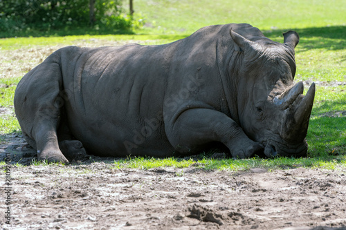 White rhinoceros resting on a grass field