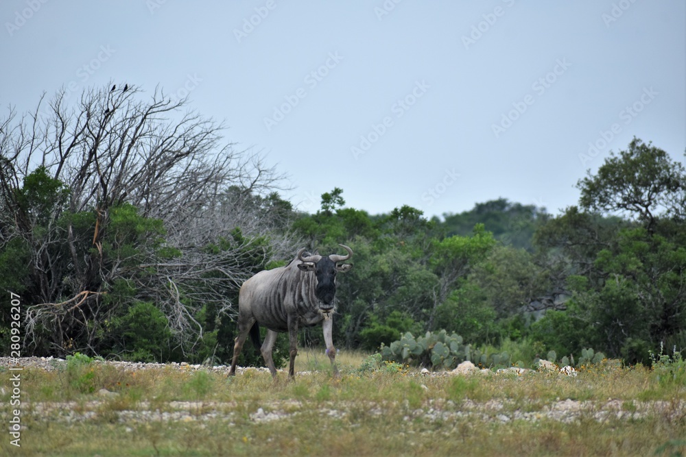 Naklejka premium close up of a Wildebeest