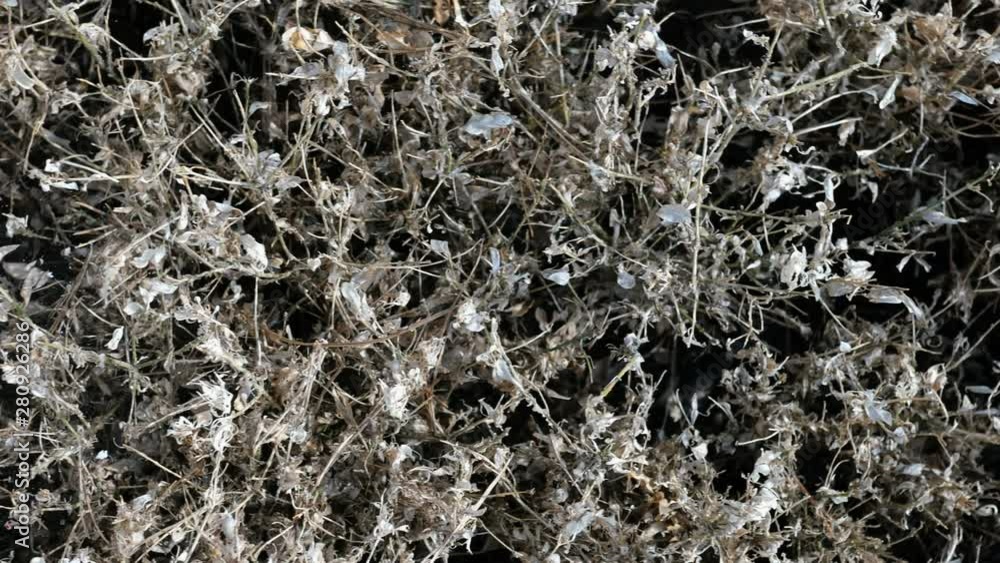 Abstract nature background from gray dry bushes.Outdoors.