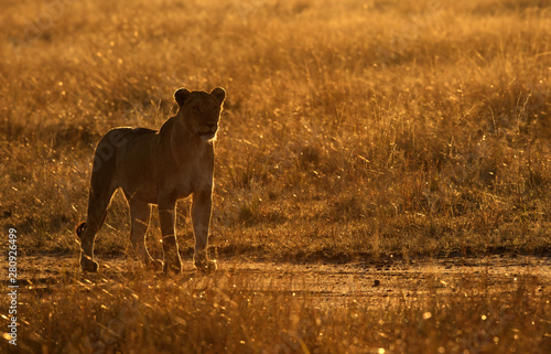 Lioness in the morning light, Masai Mara, Kenya © Dr Ajay Kumar Singh
