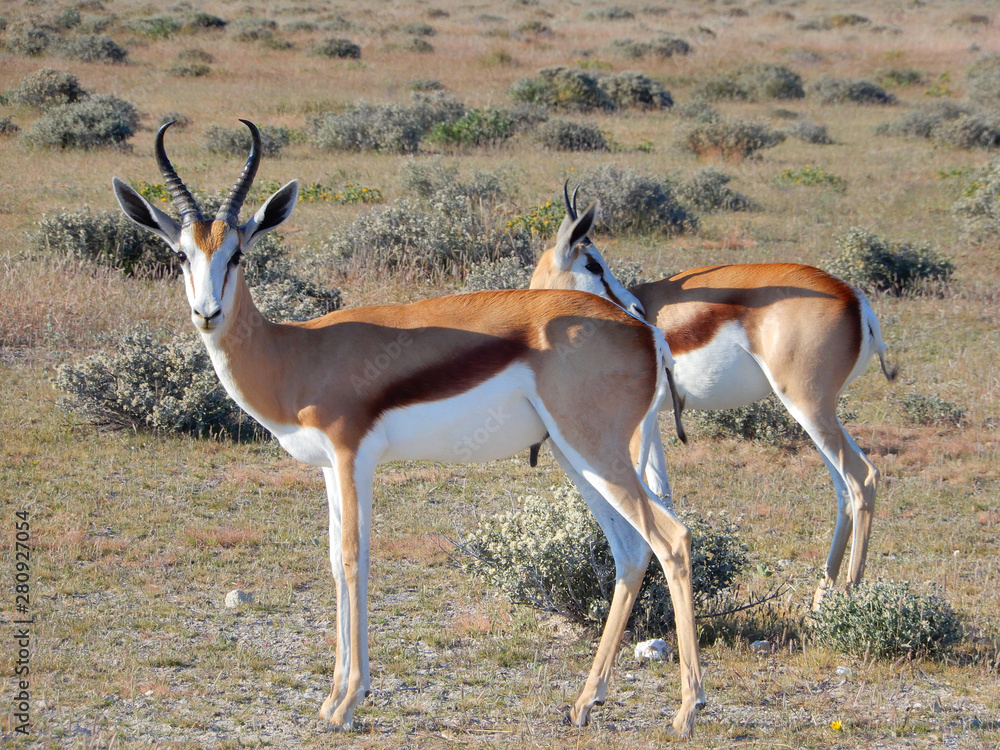 Naklejka premium game safari im etosha nationalpark namibia