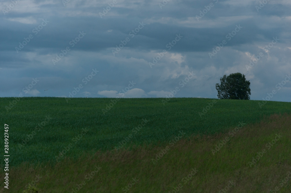 dark clouds over field with grass