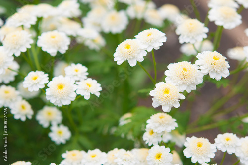 macro photo of a white flower.