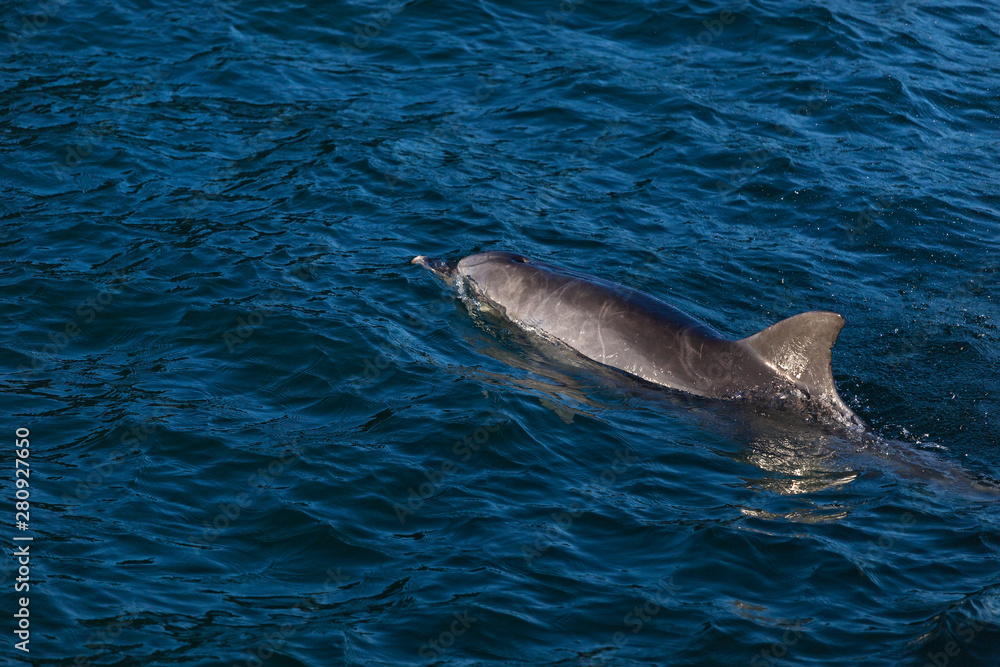 Fototapeta premium Dolphin in Nelson Bay, Australia.