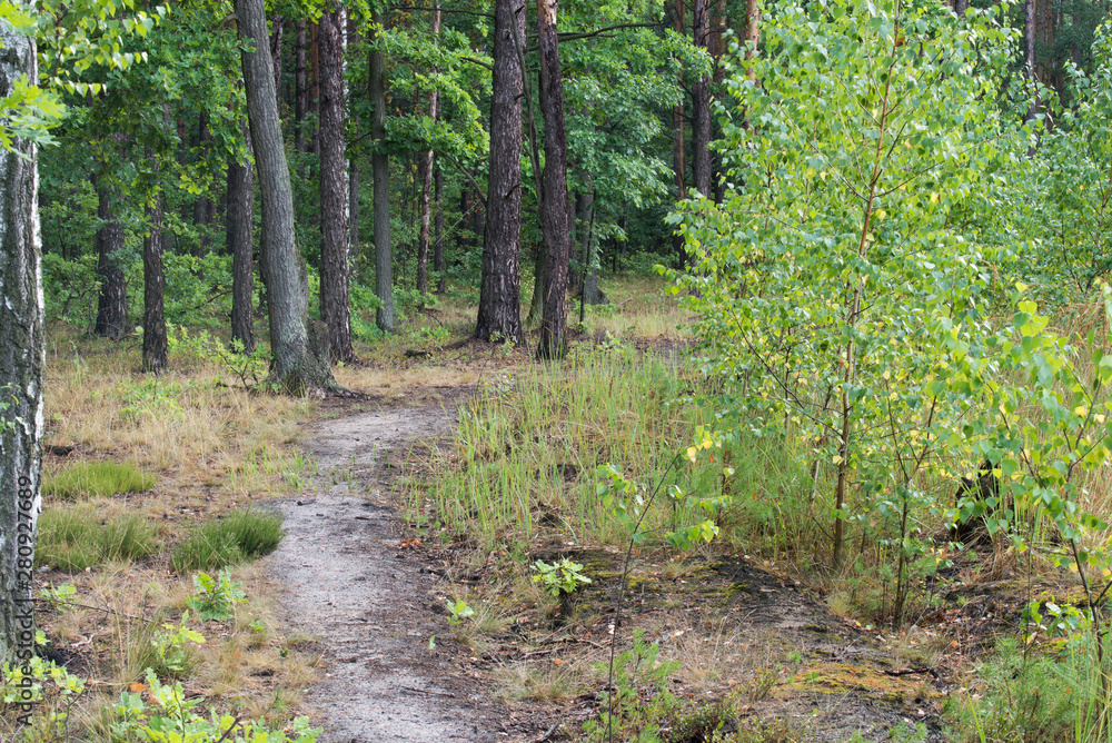 footpath in summer forest footpath in summer forest