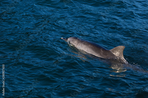 Dolphin in Nelson Bay  Australia.