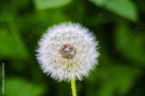 Close-up dandelion tranquil abstract background. Nature  flowers