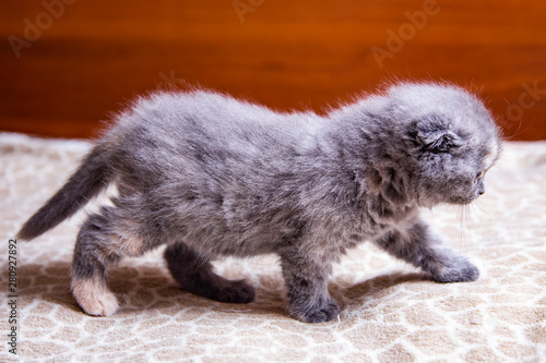 little lop-eared kitten Scottish breed 
