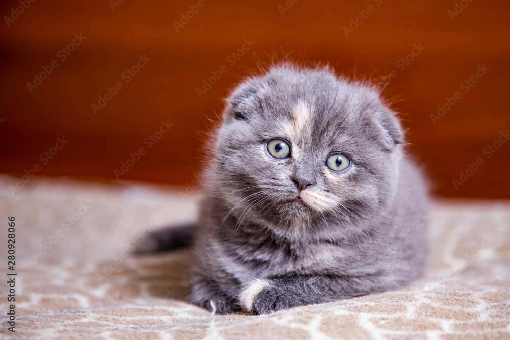 Fototapeta premium little lop-eared kitten Scottish breed 