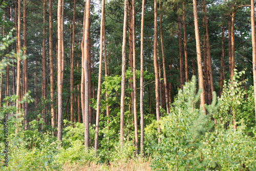 pine forest on summer day