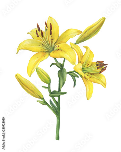 Branch with Lilium Yellow Diamond flower. Watercolor hand drawn painting illustration, isolated on white background.