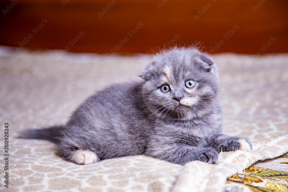 Fototapeta premium little lop-eared kitten Scottish breed 