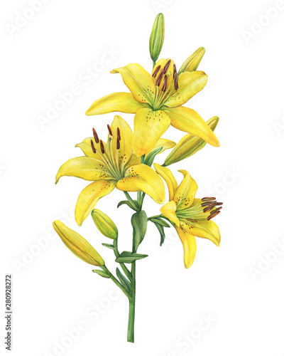 Obraz na plátně Branch with Lilium Yellow Diamond flower