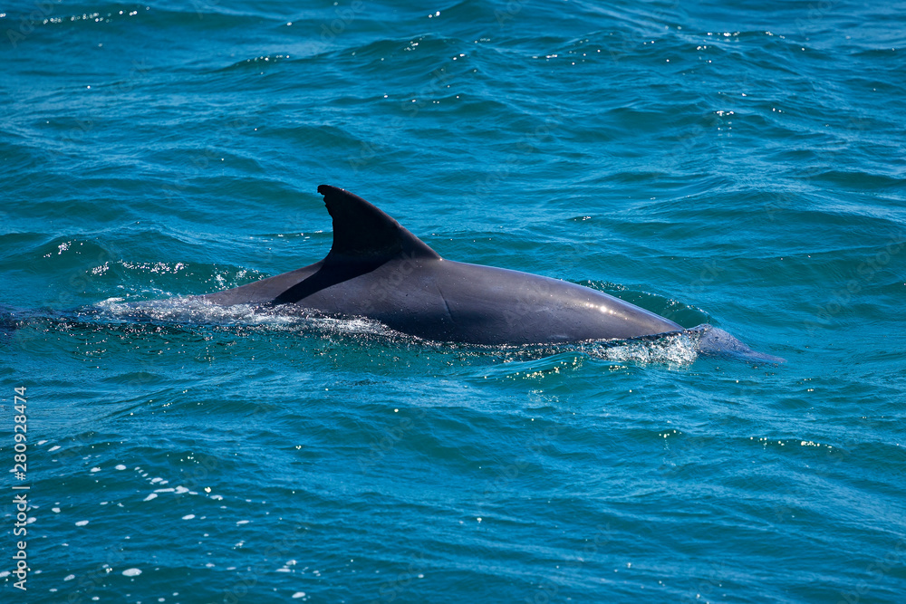 Fototapeta premium Dolphin in Nelson Bay, Australia.
