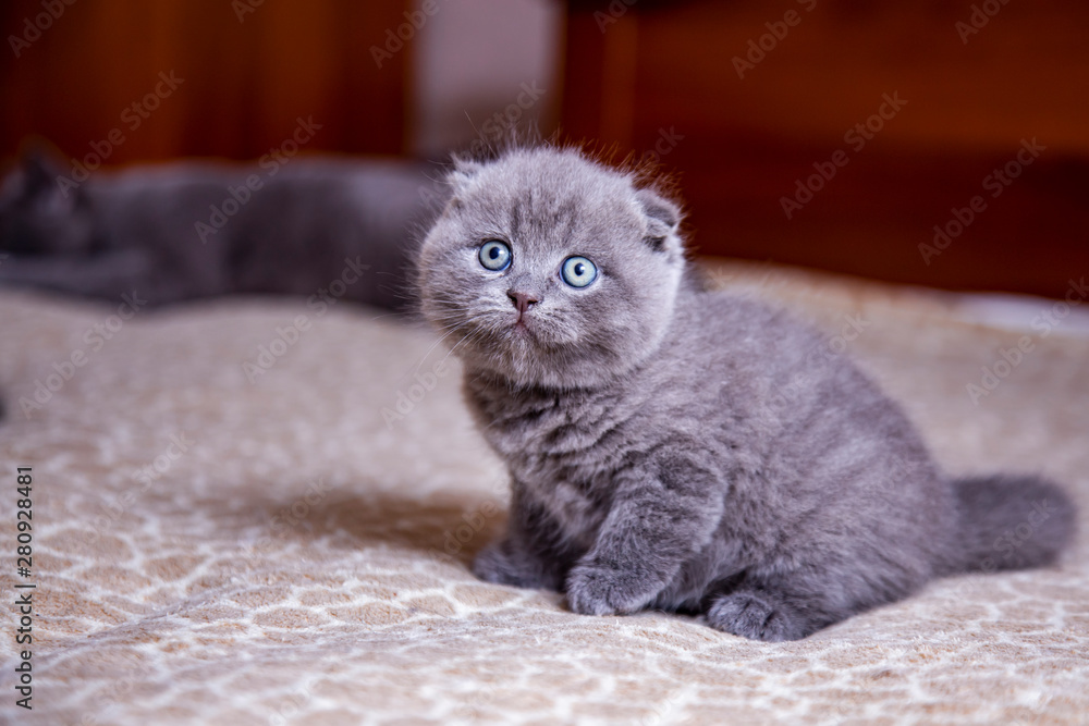 Fototapeta premium little lop-eared kitten Scottish breed 