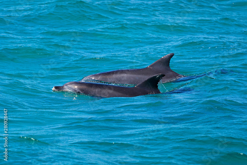 Dolphins in Nelson Bay, Australia.