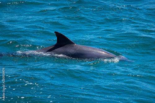 Dolphin in Nelson Bay, Australia.