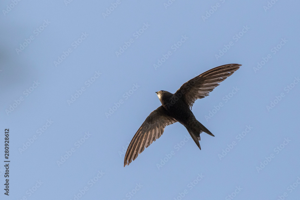 Obraz premium common swift (Apus apus) in flight