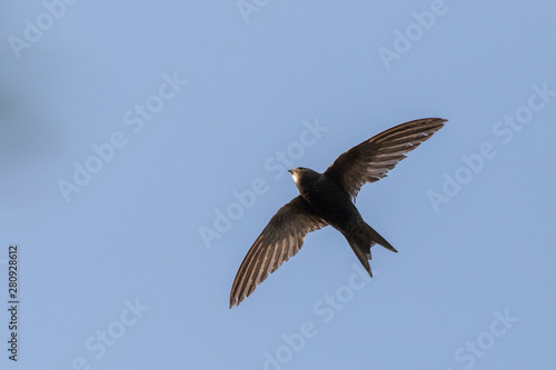 common swift  Apus apus  in flight