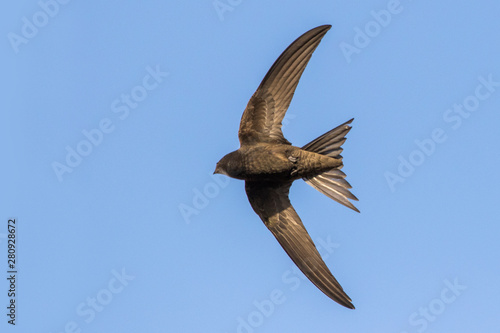 common swift (Apus apus) in flight