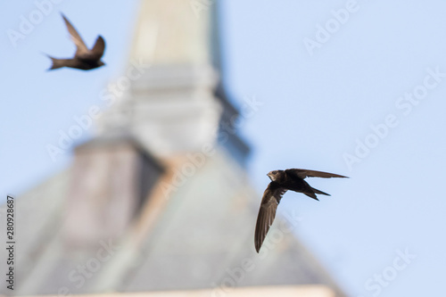 common swift (Apus apus) in flight photo