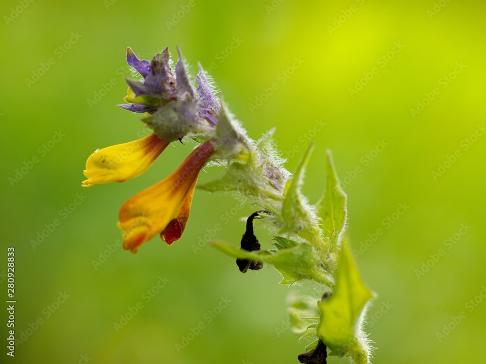 Prunella vulgaris (Prunella vulgaris) is a herbaceous plant of the labiatae family. Prunella vulgaris (Prunella vulgaris) is a herbaceous plant of the labiatae family.