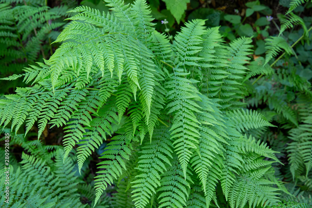 Ferns Ferns