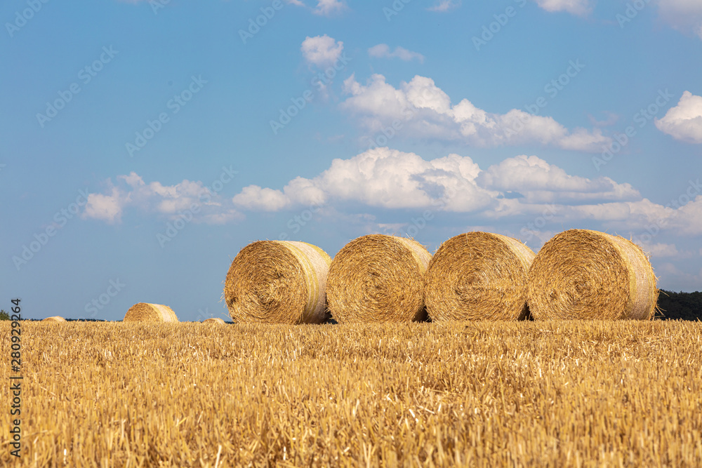 round straw bales lie on the field after the grain harvest