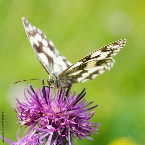 Timothy Ringlet (Melanargia galathea) is a medium-sized butterfly from the Bracelet family.