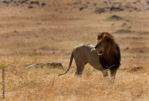 Fototapeta Naklejka Na Ścianę i Meble -  Lions at Masai Mara grassland, Kenya