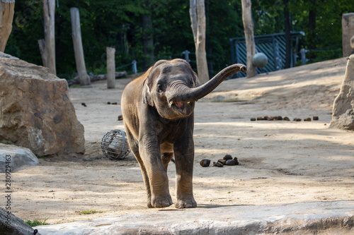 Schilderij op canvas Young elephant honk