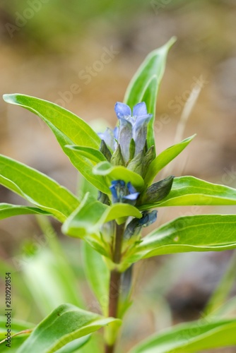 Willow Gentian (Gentiana asclepiadea) is a medium-tall, blue-flowering mountain herb