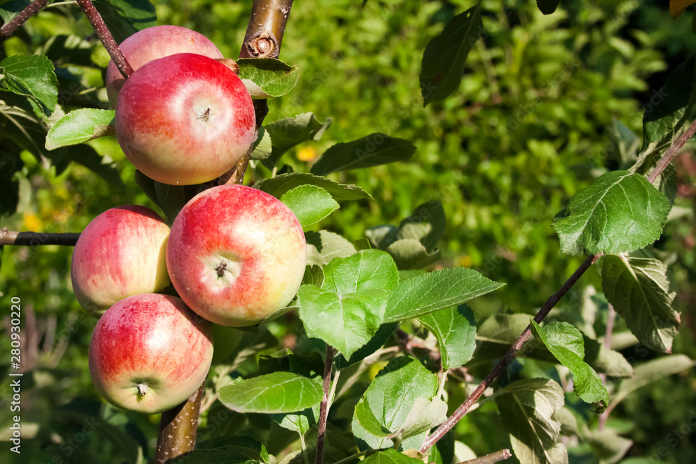 Beautiful red ripe apples on an apple tree in green summer garden Beautiful red ripe apples on an apple tree in green summer garden