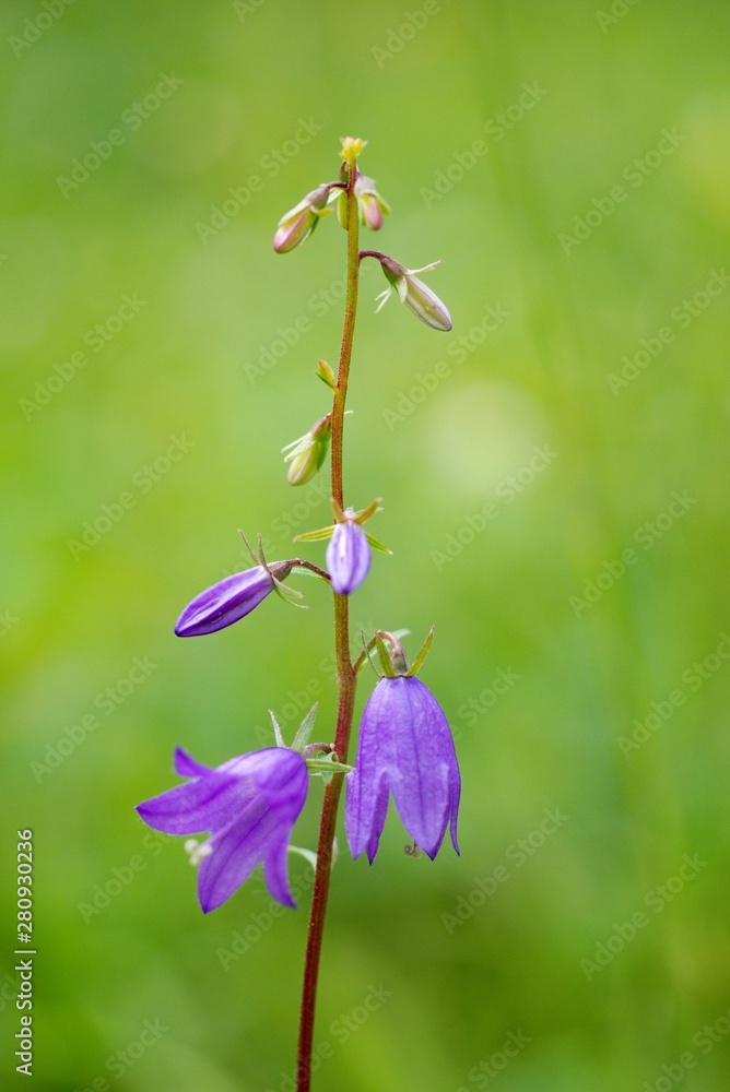 The campanula (Campanula patula) is a species of blue plant of the Campanulaceae family. The campanula (Campanula patula) is a species of blue plant of the Campanulaceae family.