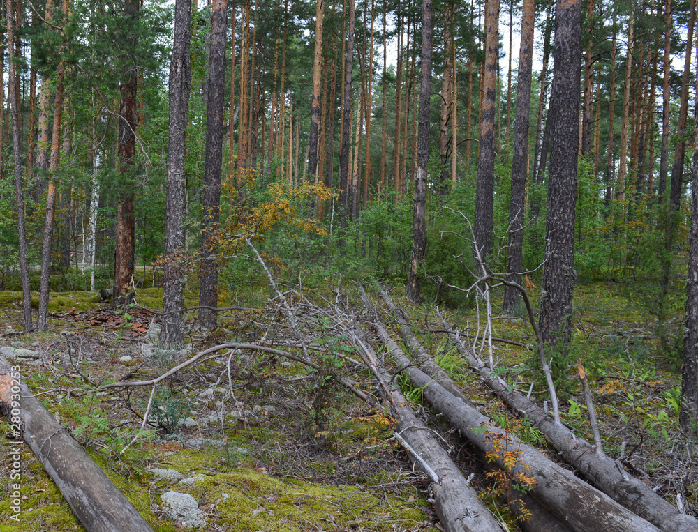 Fototapeta premium green forest with growing trees grass foliage for fresh air