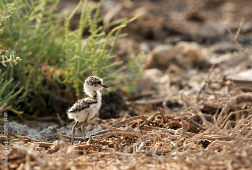 The Kentish plover cheek at Buhair lake, Bahrain  photo