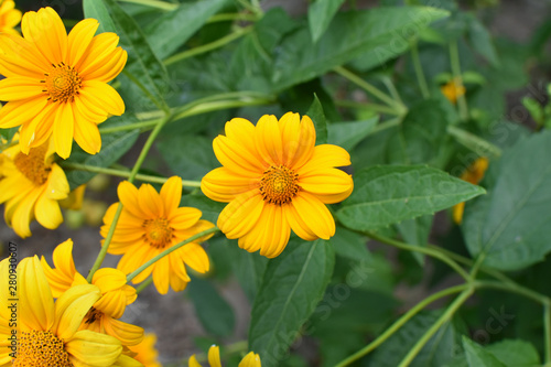 Bright yellow flowers on a background of green leaves.