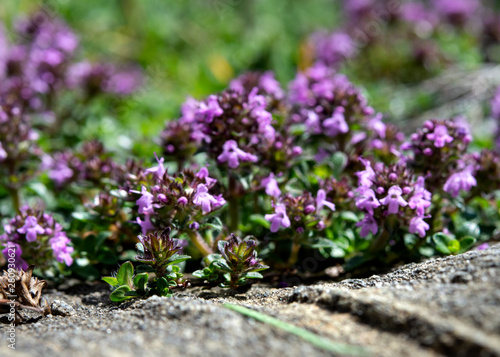 alpenblumen im sommer