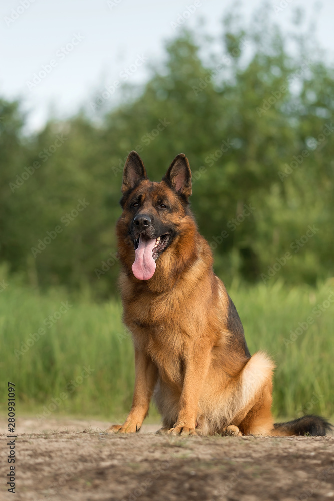 German shepherd in summer park