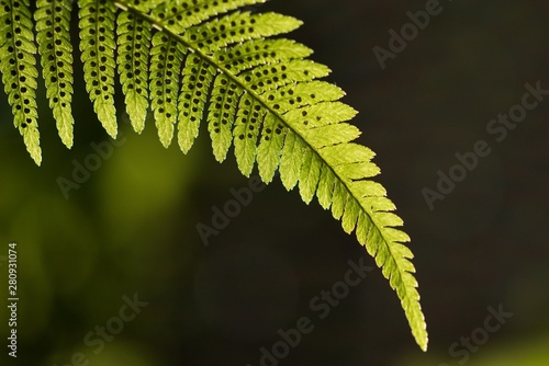 Green pattern Ferns (Polypodiophyta) Fern used against parasites and perhaps also on the warts.