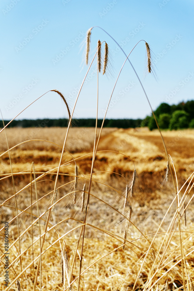 Obraz premium Partly harvested cereal field in dry weather, cloudless sky, view through a row of less standing cereal tree - Location: Germany