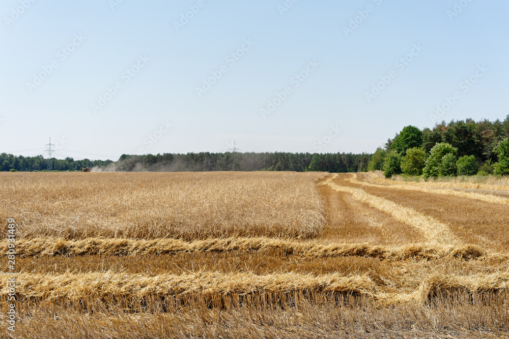 Partly harvested grain field in dry weather, cloudless sky, in the background combine harvester with the typical dust cloud - Location: Germany