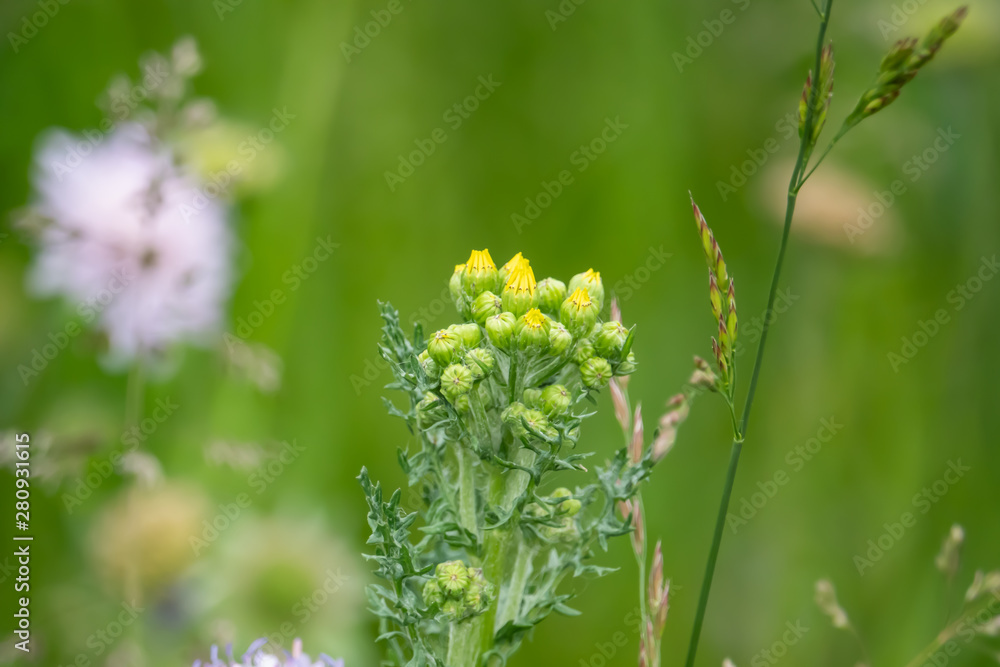 Groundsel Flowers in Bloom in Springtime Groundsel Flowers in Bloom in Springtime