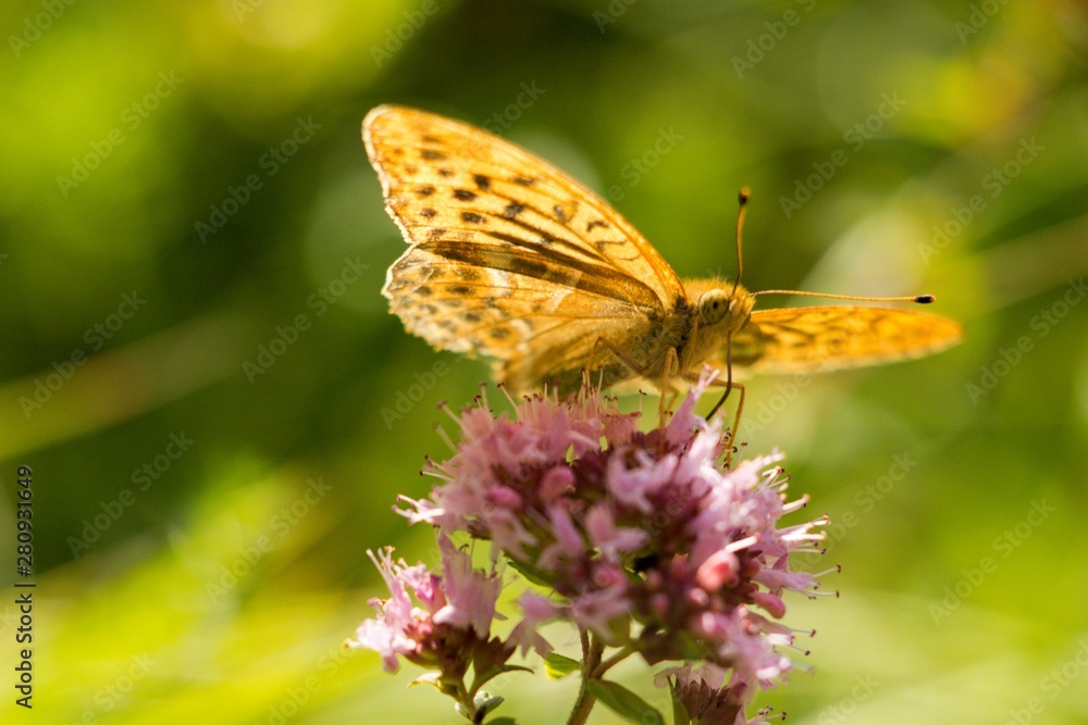 Silver-washed Fritillary (Argynnis paphia) is a butterfly in the family of Eurasia. Silver-washed Fritillary (Argynnis paphia) is a butterfly in the family of Eurasia.