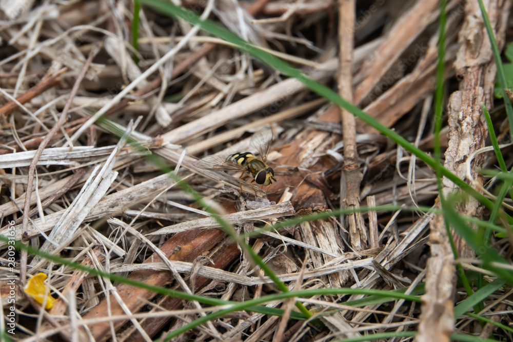 Hoverfly on Ground in Springtime Hoverfly on Ground in Springtime