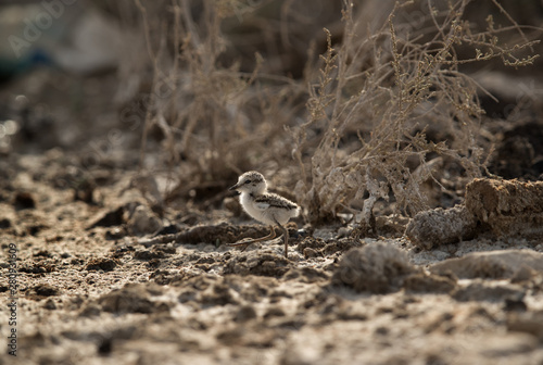 The Kentish plover chick, Bahrain  © Dr Ajay Kumar Singh