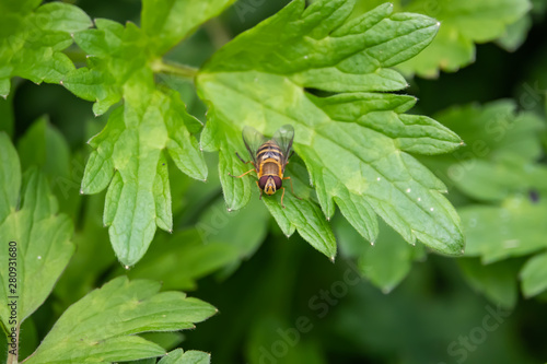 Hoverfly on Leaf in Springtime