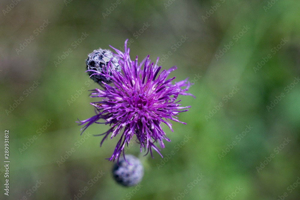 Cornflower meadow is like other cornflowers and pylodárná excellent nectar plant. It blooms until autumn. Cornflower meadow is like other cornflowers and pylodárná excellent nectar plant. It blooms until autumn.