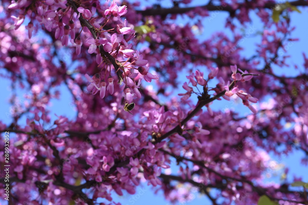 Obraz premium albero in fiore con ape